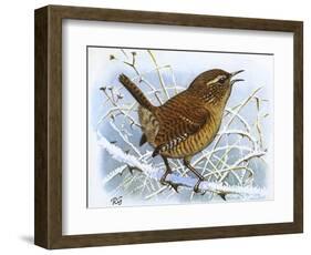 Birds, Wren-Robert Gillmor-Framed Photographic Print