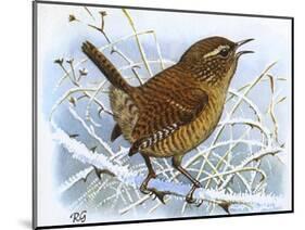 Birds, Wren-Robert Gillmor-Mounted Photographic Print