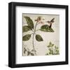 Birds-Rick Novak-Framed Art Print