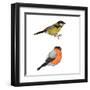 Birds-foxy_bi-Framed Art Print