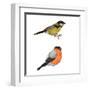 Birds-foxy_bi-Framed Art Print