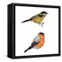 Birds-foxy_bi-Framed Stretched Canvas