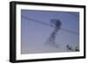 Birds-null-Framed Photographic Print