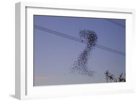 Birds-null-Framed Photographic Print