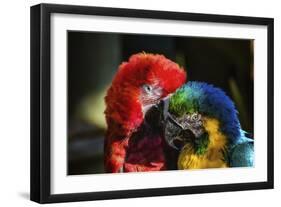 Birds-Pixie Pics-Framed Photographic Print