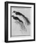 Birds-Rembrandt van Rijn-Framed Giclee Print