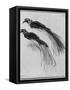 Birds-Rembrandt van Rijn-Framed Stretched Canvas
