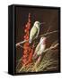 Birds-Trevor V. Swanson-Framed Stretched Canvas