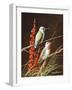 Birds-Trevor V. Swanson-Framed Giclee Print
