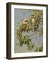 Birds-Michael Jackson-Framed Giclee Print