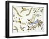 Birds-null-Framed Giclee Print