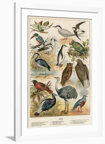 Birds-English School-Framed Giclee Print