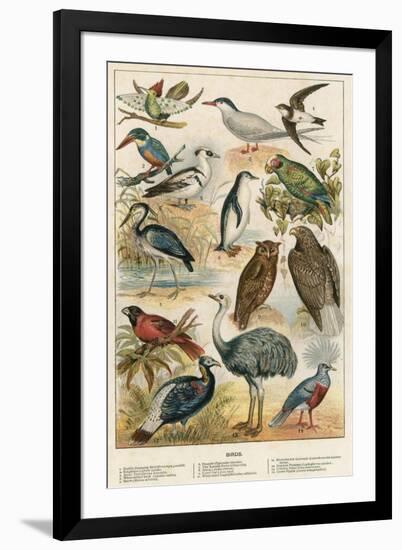 Birds-English School-Framed Giclee Print