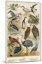 Birds-English School-Mounted Giclee Print