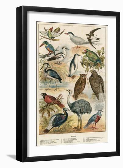 Birds-English School-Framed Premium Giclee Print