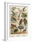 Birds-English School-Framed Premium Giclee Print