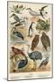 Birds-English School-Mounted Premium Giclee Print