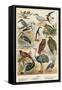 Birds-English School-Framed Stretched Canvas