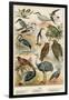 Birds-English School-Framed Premium Giclee Print