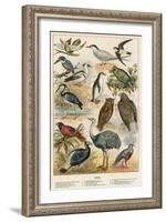 Birds-English School-Framed Giclee Print