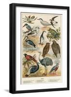 Birds-English School-Framed Giclee Print