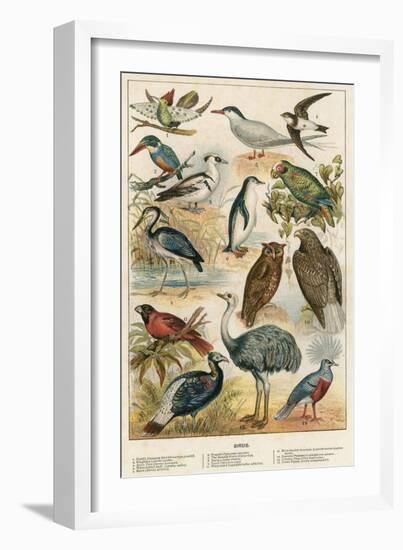 Birds-English School-Framed Giclee Print