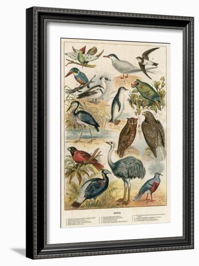 Birds-English School-Framed Giclee Print