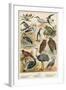 Birds-English School-Framed Giclee Print