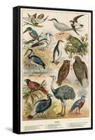 Birds-English School-Framed Stretched Canvas