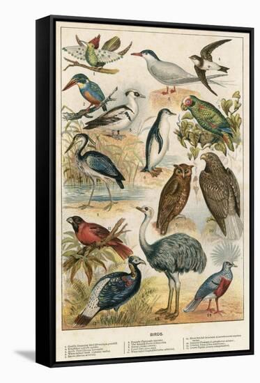 Birds-English School-Framed Stretched Canvas