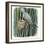 Birds-null-Framed Giclee Print