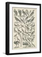 Birds-null-Framed Giclee Print