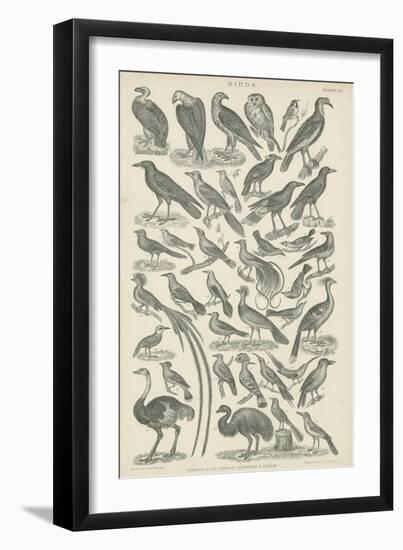 Birds-null-Framed Giclee Print