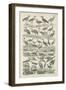 Birds-null-Framed Giclee Print