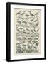 Birds-null-Framed Giclee Print