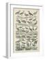 Birds-null-Framed Giclee Print