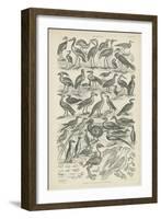 Birds-null-Framed Giclee Print