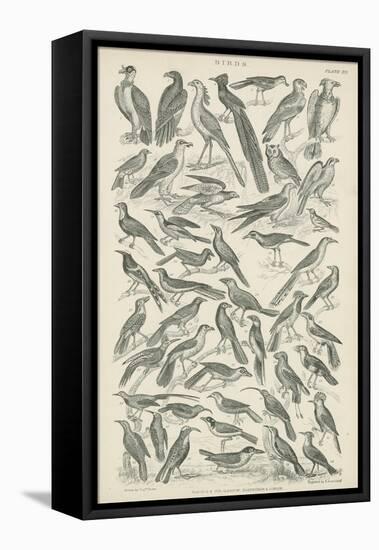 Birds-null-Framed Stretched Canvas