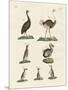 Birds-null-Mounted Premium Giclee Print