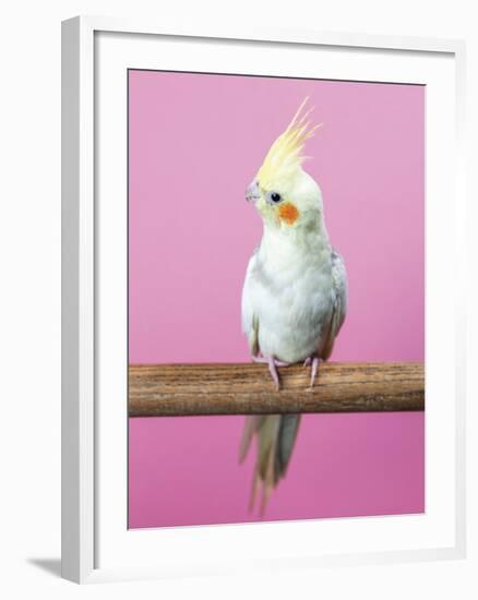 Birdsong - Solo-Assaf Frank-Framed Giclee Print