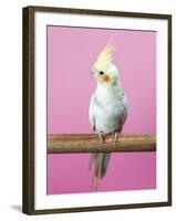 Birdsong - Solo-Assaf Frank-Framed Giclee Print