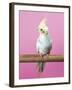 Birdsong - Solo-Assaf Frank-Framed Giclee Print