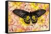 Birdwing Tropical Asian Butterfly on grouping of Golden Dahlias-Darrell Gulin-Framed Stretched Canvas