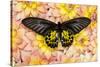 Birdwing Tropical Asian Butterfly on grouping of Golden Dahlias-Darrell Gulin-Stretched Canvas