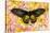 Birdwing Tropical Asian Butterfly on grouping of Golden Dahlias-Darrell Gulin-Stretched Canvas