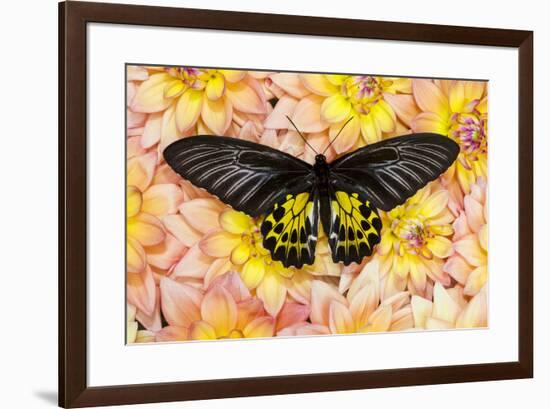 Birdwing Tropical Asian Butterfly on grouping of Golden Dahlias-Darrell Gulin-Framed Photographic Print