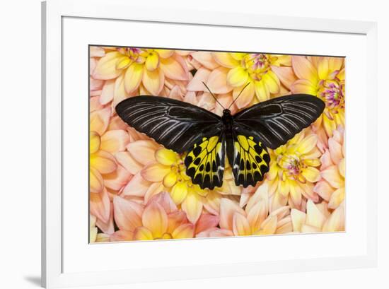 Birdwing Tropical Asian Butterfly on grouping of Golden Dahlias-Darrell Gulin-Framed Photographic Print