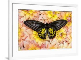 Birdwing Tropical Asian Butterfly on grouping of Golden Dahlias-Darrell Gulin-Framed Photographic Print