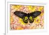 Birdwing Tropical Asian Butterfly on grouping of Golden Dahlias-Darrell Gulin-Framed Photographic Print