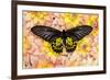 Birdwing Tropical Asian Butterfly on grouping of Golden Dahlias-Darrell Gulin-Framed Photographic Print